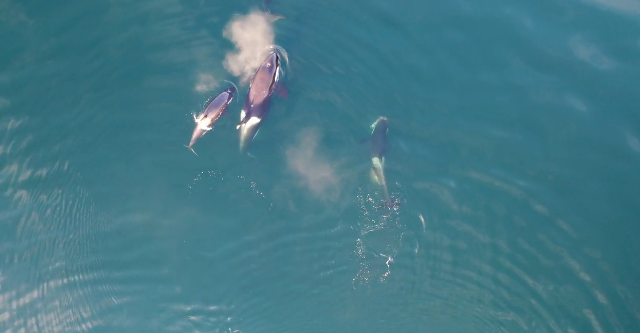 drone-3 orcas - approved